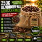 Preview: 250g Dendrobena Größenmix