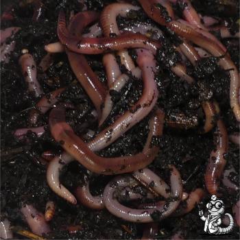 Dendrobena Angelwürmer im Grössenmix als Sackware