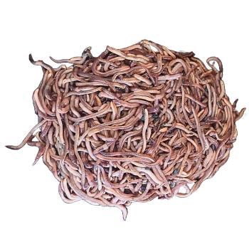 Angelwurm Dendrobena groß in Dose