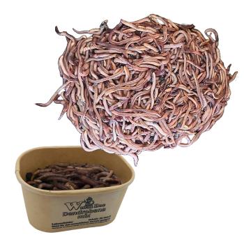 Angelwurm Dendrobena im Grössenmix