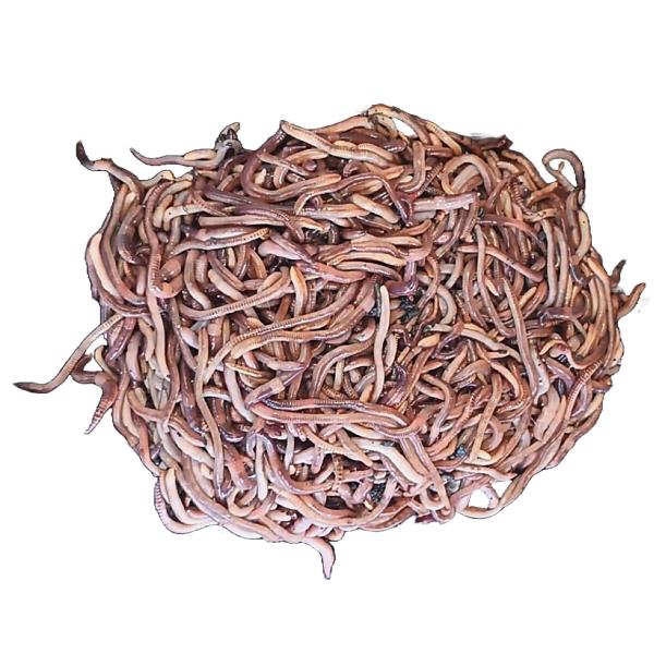 Angelwurm Dendrobena groß in Dose