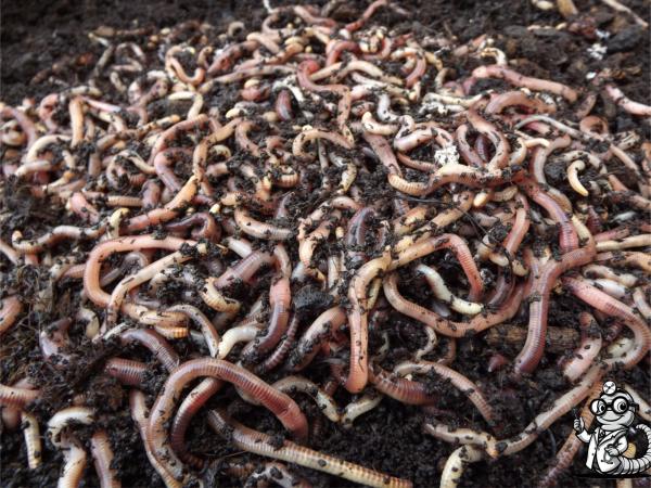Dendrobena Würmer – Lebendfutter für Reptilien, Fische, Vögel & Amphibien | Frisch & Nährstoffreich