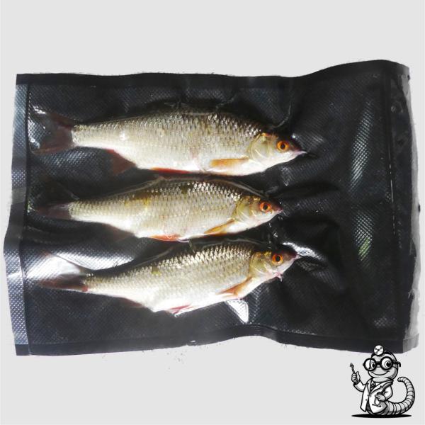 Rotaugen & Rotfedern als Köderfische kaufen – Top-Köder für Hecht, Zander & Wels