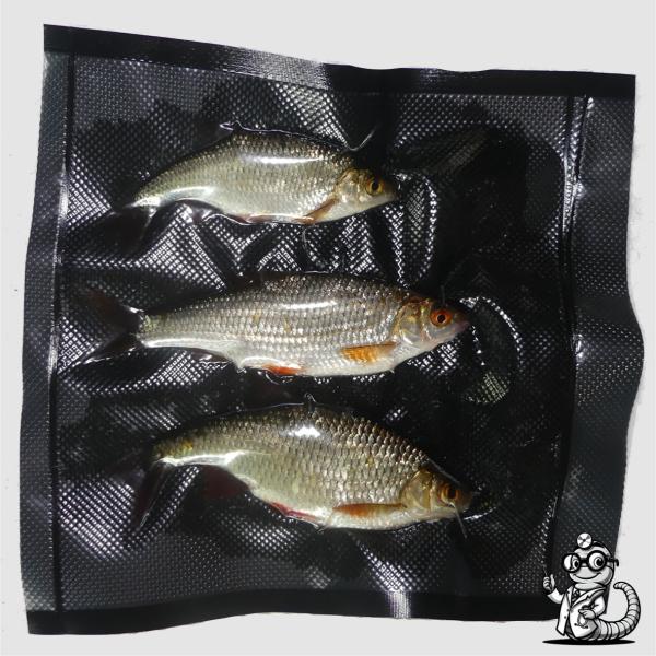 Rotaugen & Rotfedern als Köderfische kaufen – Top-Köder für Hecht, Zander & Wels